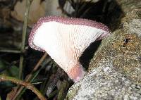 Lentinus strigosus image