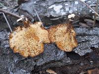 Polyporus brumalis image