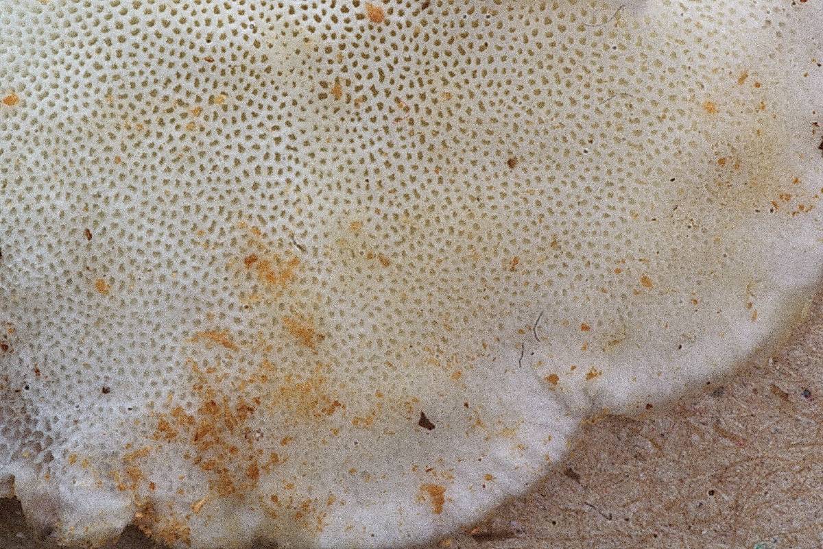 Skeletocutis alutacea image