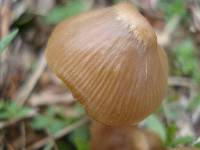 Entoloma vernum image