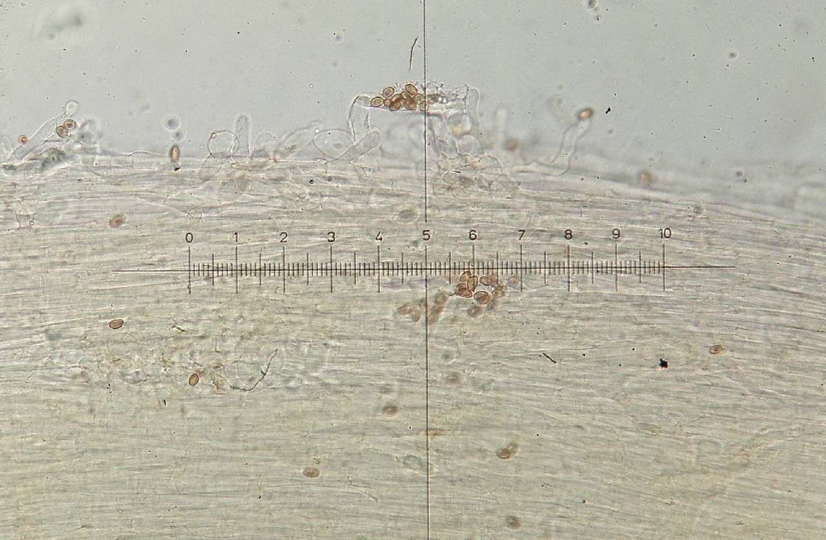 Conocybe exannulata image
