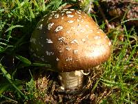 Amanita ameripanthera image