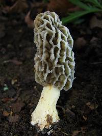 Morchella americana image