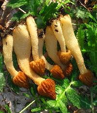 Morchella punctipes image