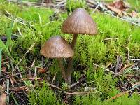 Entoloma cetratum image