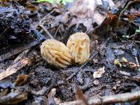 Morchella punctipes image