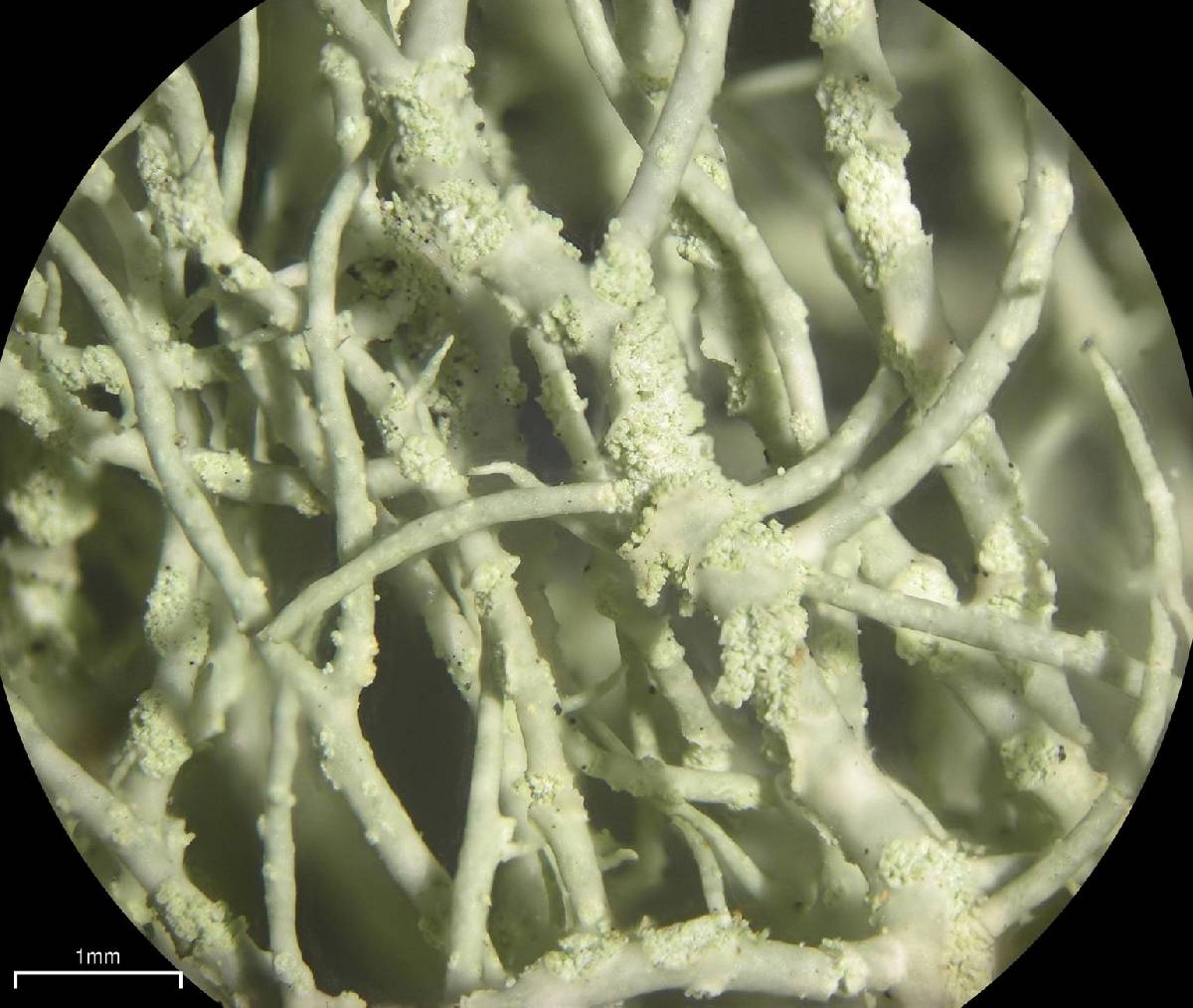 Usnea lapponica image