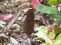 Morchella importuna image