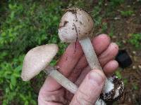 Amanita porphyria image