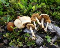 Conocybe exannulata image