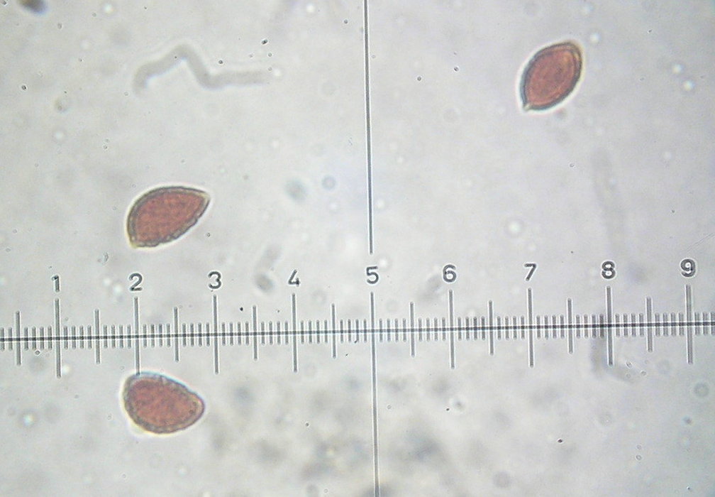 Hebeloma sinapizans image