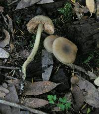 Entoloma rhombisporum var. rhombisporum image