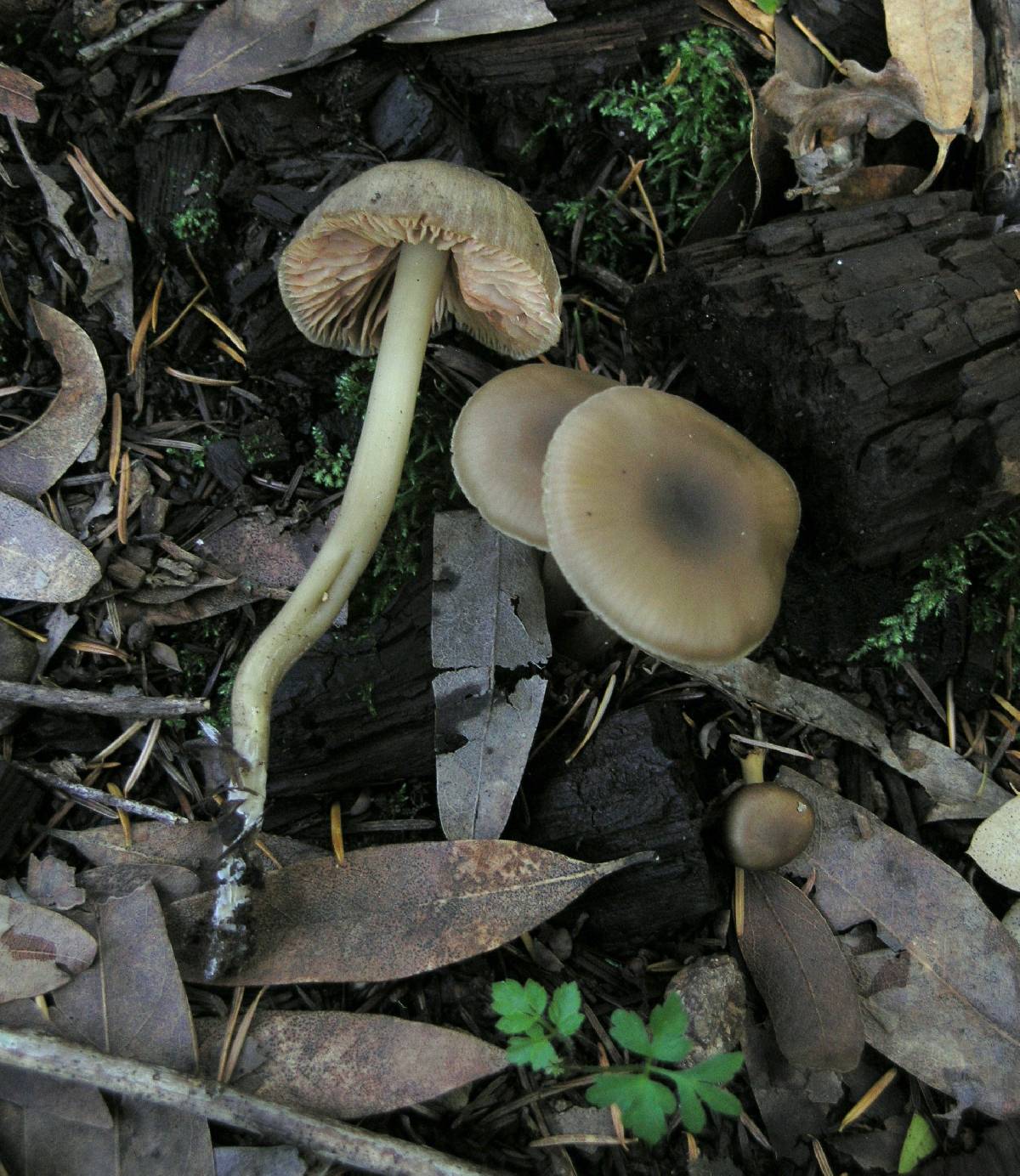 Entoloma rhombisporum image