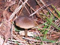 Entoloma hirtipes image