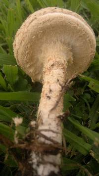 Amanita foetidissima image