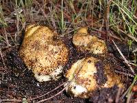 Rhizopogon ochraceorubens image