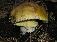 Amanita augusta image