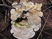 Trametes gibbosa image