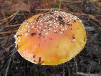 Amanita muscaria var. muscaria image