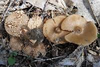 Entoloma vernum image