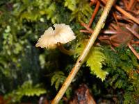 Lichenomphalia umbellifera image