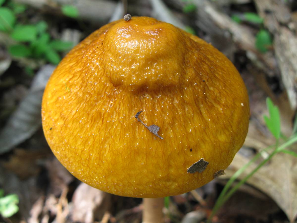 Oudemansiella incognita image