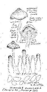 Inocybe auricoma image