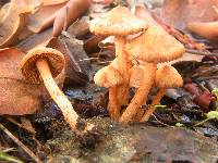 Inocybe cinnamomea image