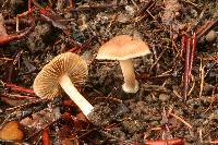 Inocybe ceskae image