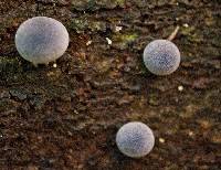 Lycoperdon purpurascens image