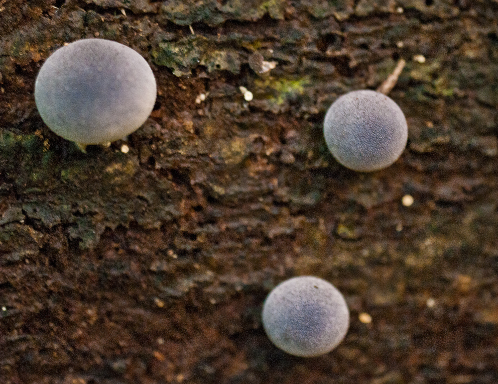 Lycoperdon purpurascens image