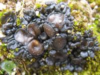 Collema tenax var. tenax image