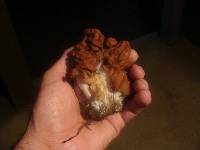 Gyromitra caroliniana image