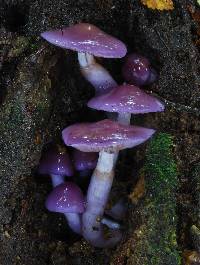 Cortinarius lubricanescens image