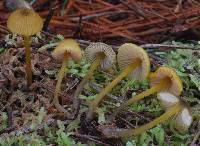 Entoloma sulphureum image