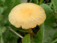 Agrocybe molesta image