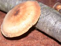 Royoporus badius image