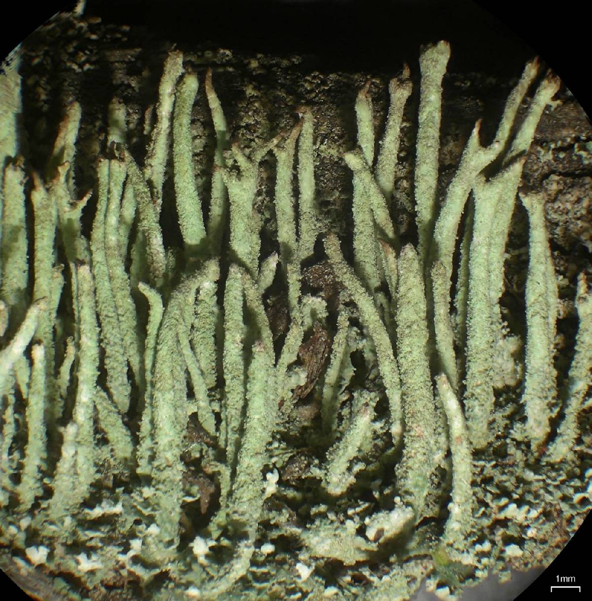 Cladonia norvegica image