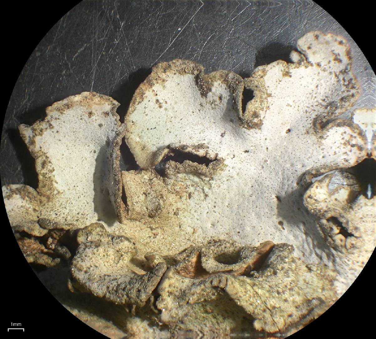 Dermatocarpon taminium image
