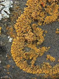 Xanthoria elegans image