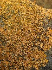 Xanthoria elegans image