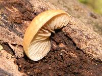 Crepidotus mollis image