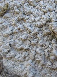 Pertusaria lactea image