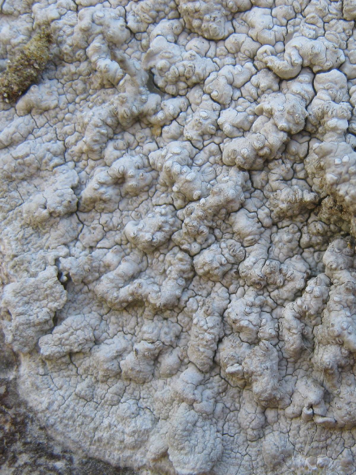 Pertusaria lactea image