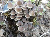 Mycena stipata image