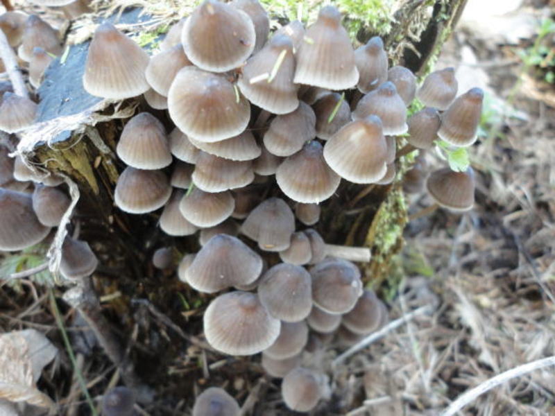 Mycena stipata image