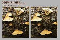 Crepidotus mollis image