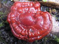 Ganoderma lucidum image