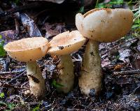 Gyroporus brunnescens image
