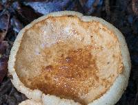 Gyroporus brunnescens image